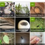iNaturalist nature app