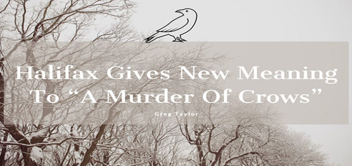 Halifax Gives New Meaning To A Murder Of Crows