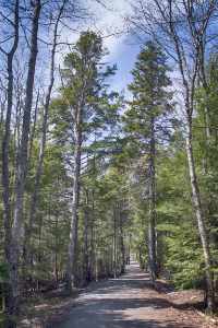 Sunny view of the First Lake Trail at Sackville Lakes Provincial Park, featuring a wide gravel path lined with towering pine and spruce trees under a bright blue sky in Lower Sackville, Nova Scotia.
