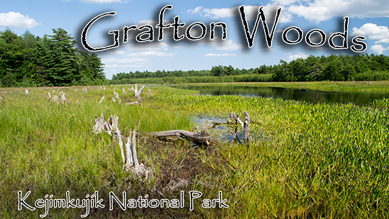 Grafton Woods Trail