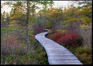 Bluff Trail Boardwalk