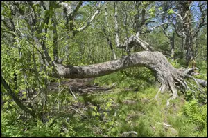 Cape Split Provincial Park Hiking Trail - Nova Scotia