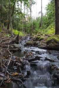 A rocky woodland stream flowing through a dense forest of old-growth hemlock trees at Hemlock Ravine Park in Halifax, Nova Scotia