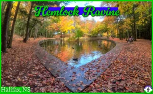 The heart-shaped Julie’s Pond at Hemlock Ravine Park in Halifax, surrounded by colorful autumn leaves and old-growth hemlock trees and a duck in the foreground.