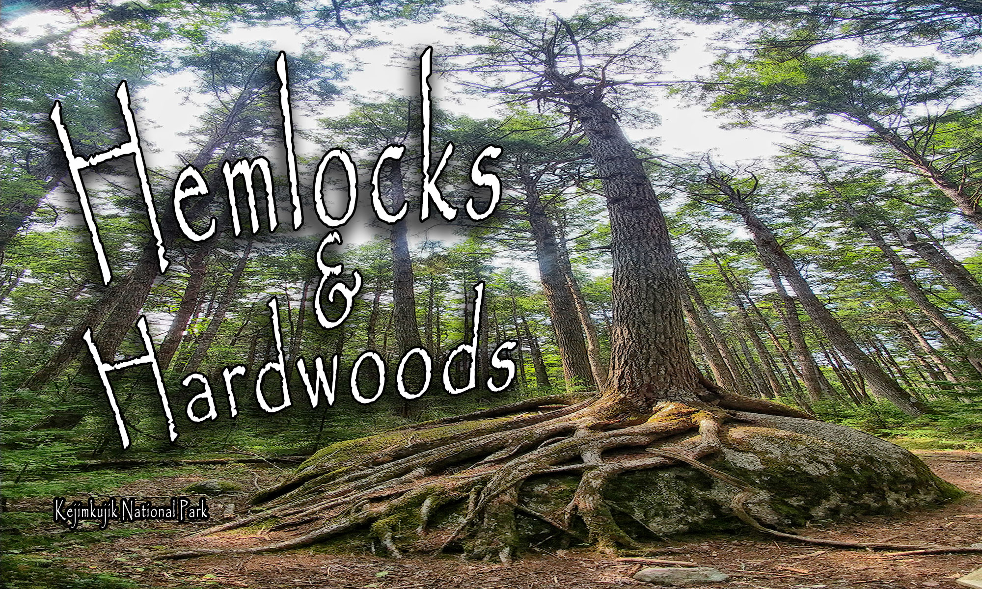 Hemlocks and Hardwoods Trail