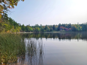 Serene view of Sandy Lake in Bedford, Nova Scotia, showing calm water reflections, lush green forests with early autumn colors, and tall marsh grass along the shoreline under a clear sky.