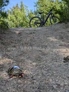 A painted turtle crossing a gravel path on the Aspotogan Trail with an electric mountain bike parked in the background.