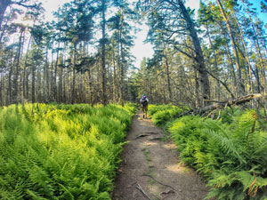 Gaff Point Hiking Trail in Luneburg, Nova Scotia