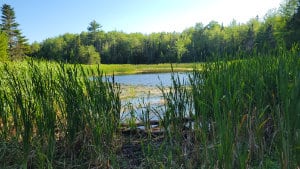 A view of Dipper Lake at Nine Mile River Trails, Nova Scotia, seen through a frame of tall green marsh grasses and cattails, with calm water and a dense evergreen forest under a clear blue sky.