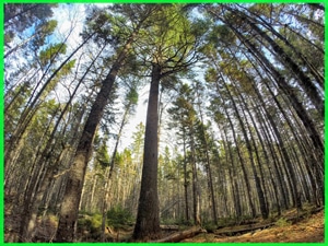 nine mile river trails hemlock cathedral