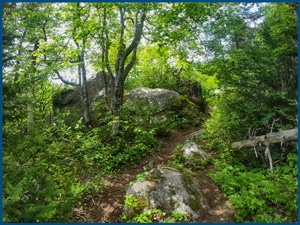 Pennant River Hiking Trail - Halifax, NS