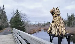 Gaetz Brook Greenway Owl